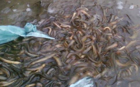 放生人更要講公德