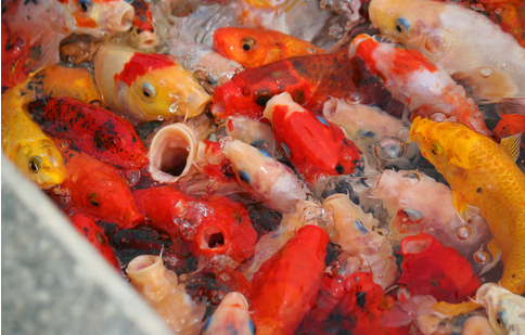 錦鯉不適宜野外放生