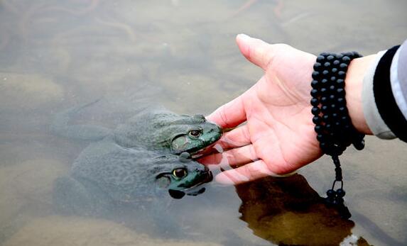 大型募集式放生活動弊端
