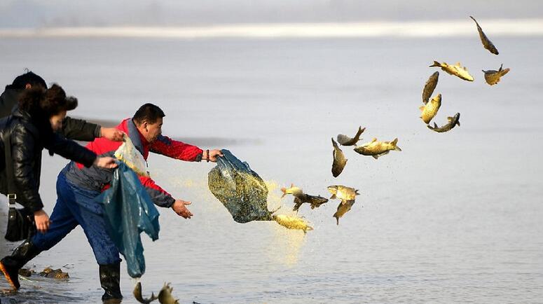 隨意放生等於殺生