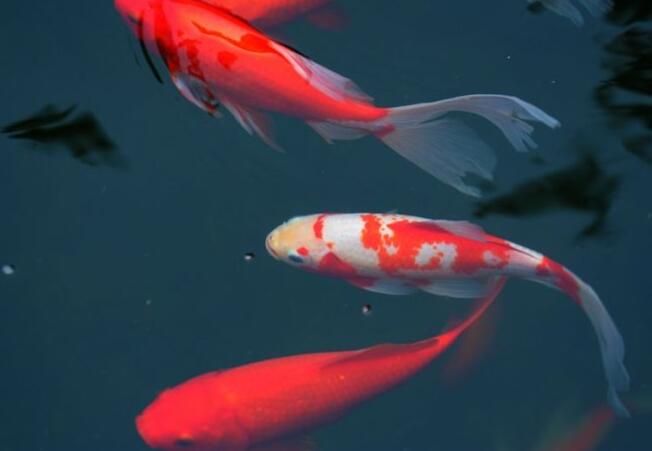 放下殺心是放生的關鍵