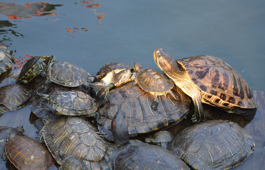 放生應該知道的小知識