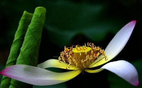 受菩薩戒後可否從事買賣煙酒生意？