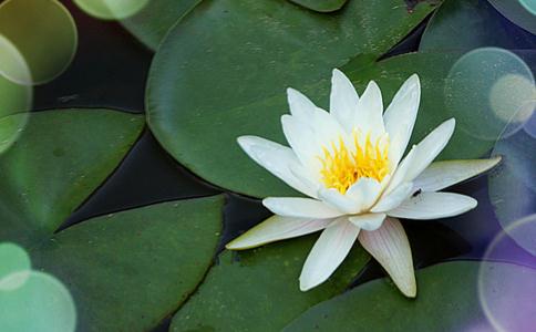 龍蔡慧輝往生頌