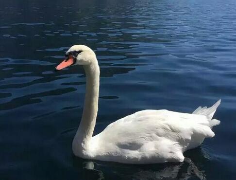 大安法師談放生