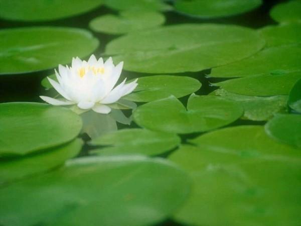 周齊教授：蕅益智旭與天台宗——以《靈峰宗論》為中心