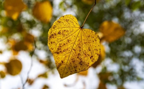 世間沒有兩個一模一樣的東西