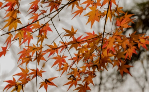 福來時不要沉溺，苦來時不要懼怕
