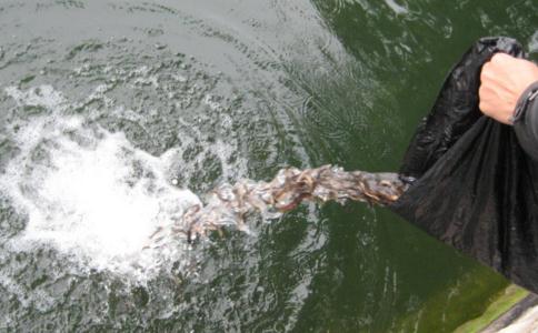 放生生物的選擇