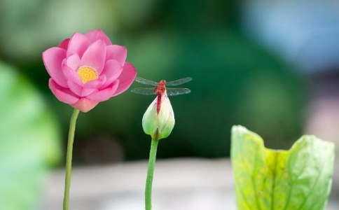 在家自修佛該怎麼做？