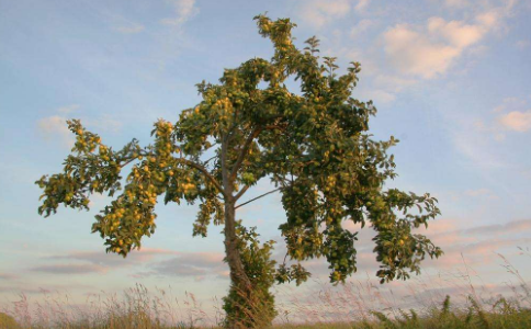 顛倒本末關係是不會有好結果