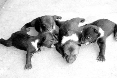 元宵節4胞胎小棕熊兄妹滿月