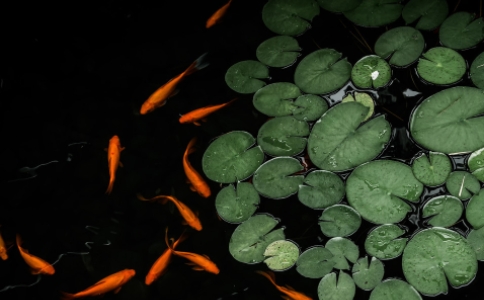 放生的意義是提升慈悲心，關懷大自然