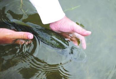 重拾對放生的信心