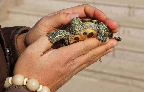 放生時為何會流淚