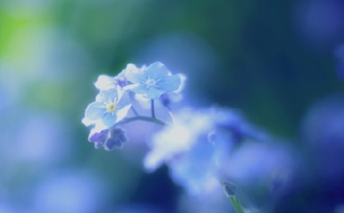 傲慢的個性與不服輸的敵對