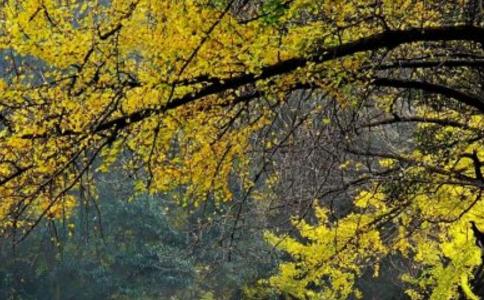 什麼是因緣故事？