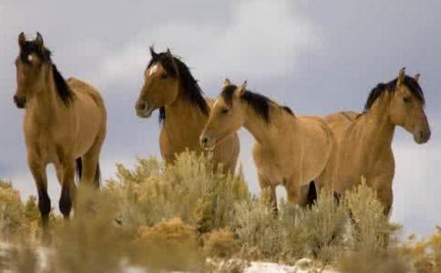 四種良馬巧喻眾生根器
