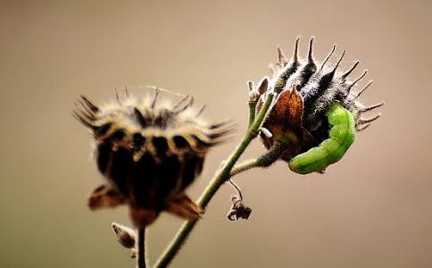 害蟲該殺嗎？殺害蟲算殺生嗎？