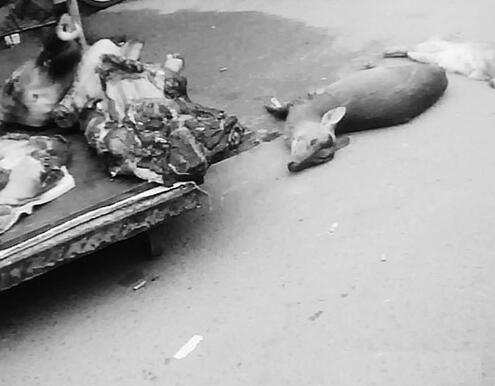 陳山裡小鎮大量野生動物屍體運進，公開批發