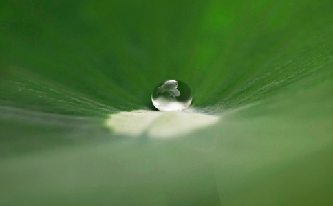 【甘露】什麼是甘露？