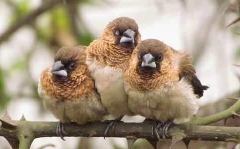 放生前需注意哪些問題