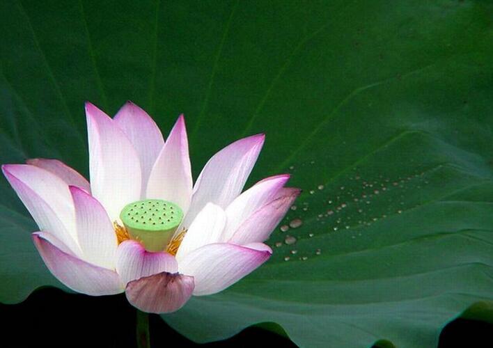 將心比心話放生