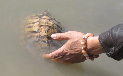 千年老龜被放生 一步三回頭感恩放生者