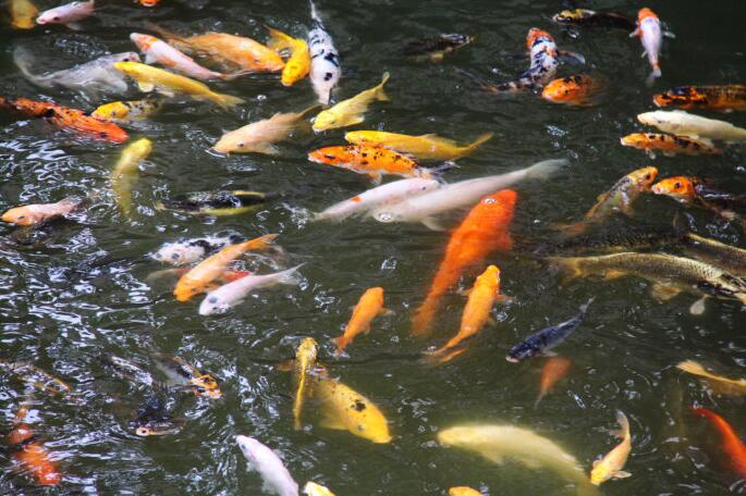 淺談金鯉魚的放生