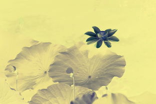 佛教故事：順治皇帝出家緣的前世今生