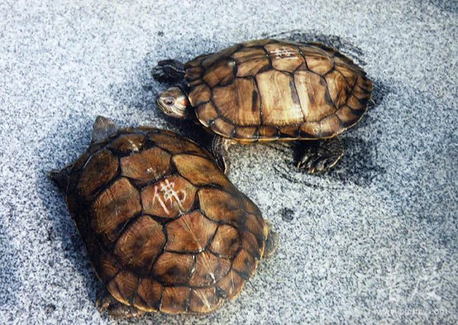 被放生的烏龜身上自然出現正楷「佛」字