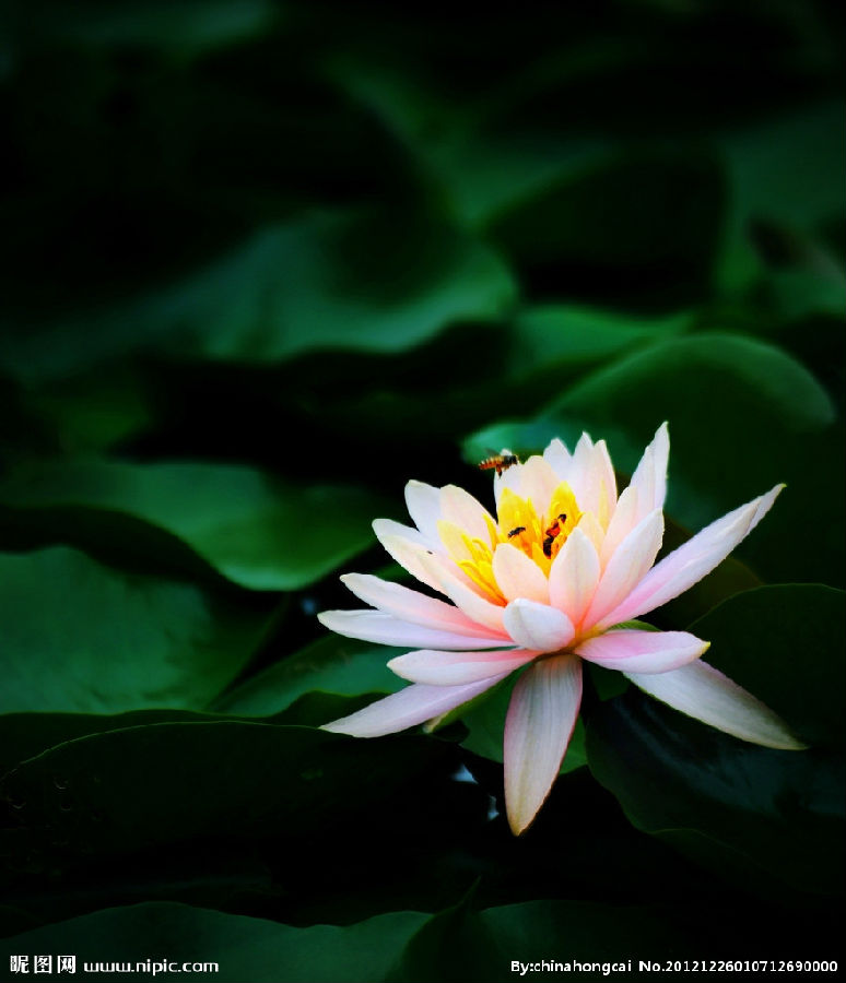 虛雲老和尚奇事：夢見六祖