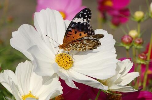 上天助我們放生
