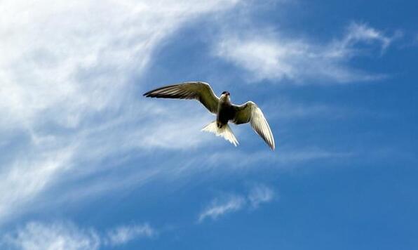 萬物有靈：動物是我們的好朋友