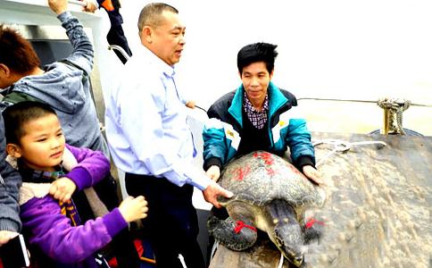 50餘斤海龜被放生大海