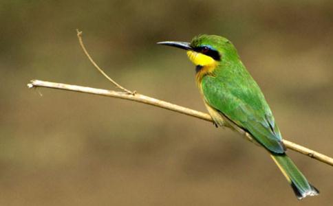 合理放生：走出盲目放生的誤區