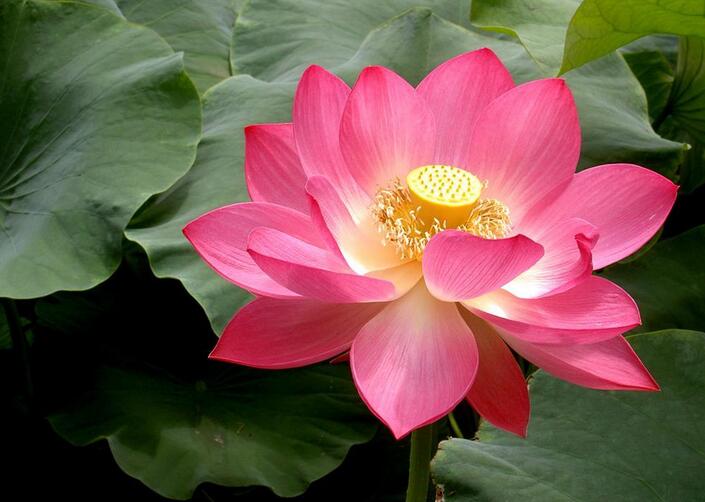 將放生堅持到底