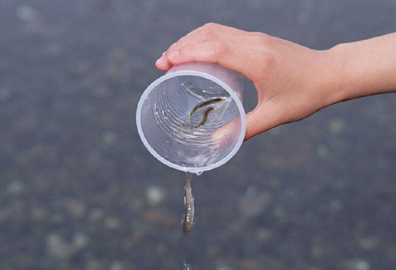 放生最偉大的意義