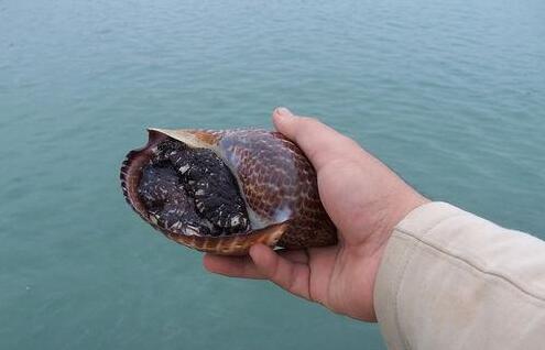 如法放生應注意什麼