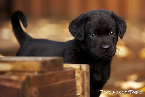 兒女死後墮入畜生道託夢求見,老母千里尋訪相會感人淚下