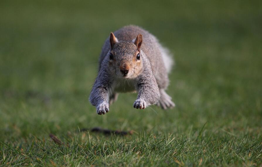 對於動物的保護，我們能做些什麼