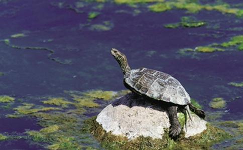 冬季放生龜鱉的注意事項