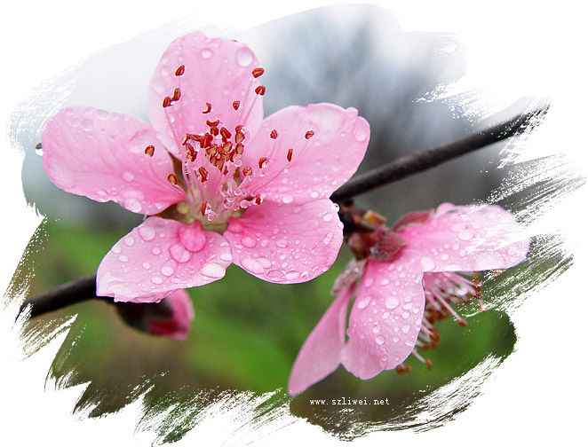 艷福非福，慎對桃花運！