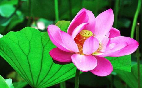 慈悲心與惡風水