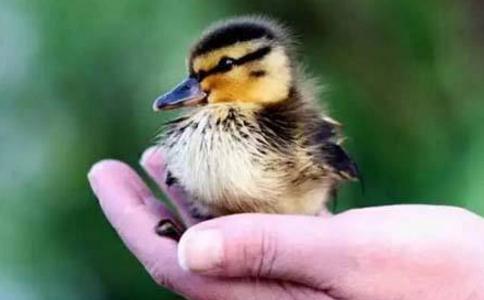 你喜歡天天過生日，還是喜歡天天過祭日