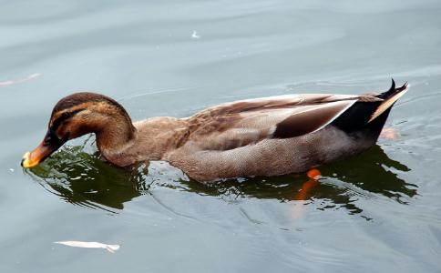 我殺生和放生的故事，三隻鴨子