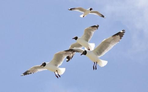 談談放生鳥類的經驗