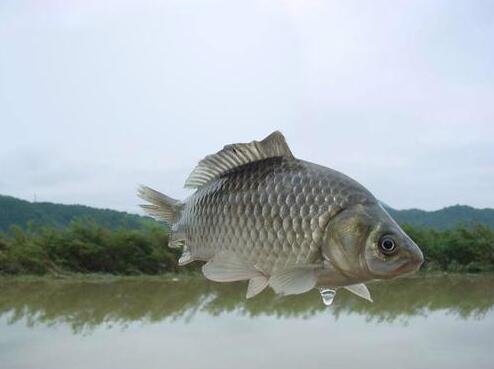 大量放生魚類 2-7月較宜