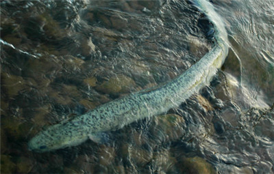 放生鱔魚注意事項