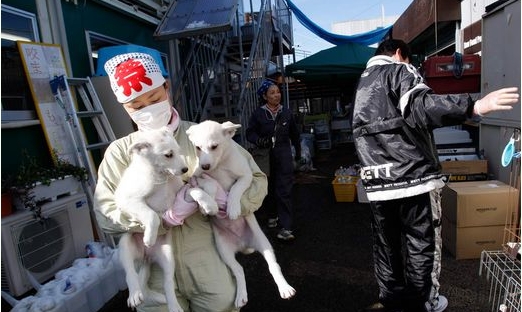 日本保護組織對寵物進入核輻射拯救動物